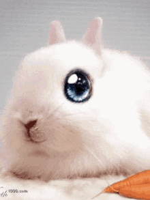 Bunny Beautiful Eyes GIF