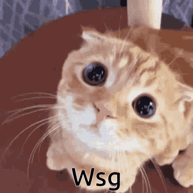 Superfette Katze GIF