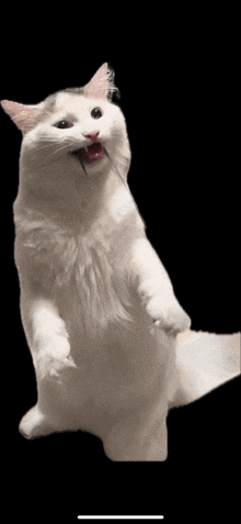 Cat Chat GIF - Cat Chat White Cat GIFs