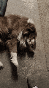 a brown and white dog is laying down on the ground