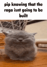 a cat is sitting on a wooden floor with a caption that says pip knowing