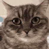 a close up of a cat 's face with a surprised look on its face
