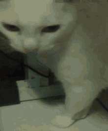 Val Cats GIF - Val Cats GIFs