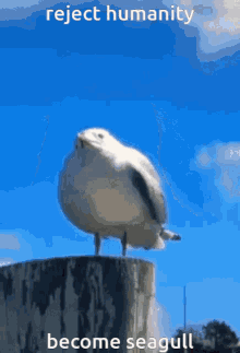 seagull reject humanity