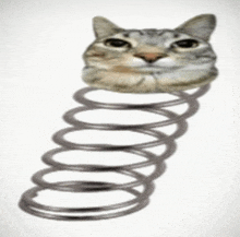 a cat 's head is on a metal spring