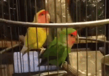 Happy Parrot GIF - Parrot Dancing Happy GIFs