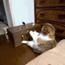 Cat Play Time GIF - Cat Play Time Thinking GIFs
