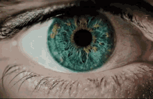Eye Pupil GIF - Eye Pupil GIFs