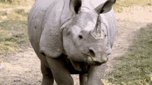 Im Outta Here Protecting Rhinos In Kaziranga National Park GIF - Im Outta Here Protecting Rhinos In Kaziranga National Park World Rhino Day GIFs