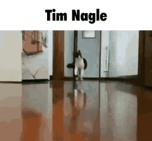 Tim Nagle Cat GIF - Tim Nagle Cat Running GIFs