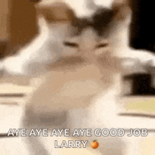 a cat is standing on its hind legs with its arms outstretched and says aye aye aye good job larry .