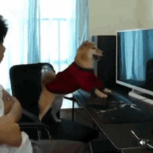 a dog in a red sweater is standing on a desk in front of a computer monitor .