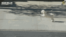 Walking The Dog Out For A Walk GIF