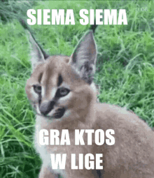 Liga Siema Siema GIF - Liga Siema Siema Witam Witam GIFs