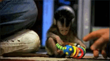 Baby Monkey Loves His Toys GIF - Baby Monkey Playing GIFs