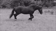 horse gallop run black and white