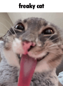 a close up of a cat with its tongue hanging out and the words freaky cat below it