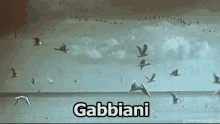 Gabbiano Mare Volare Uccelli GIF - Seagull Sea Fly GIFs