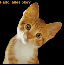 Hallo Katze, Alles Okay? - Hallo GIF - Hallo Katze German GIFs