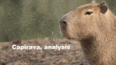 Capivara Analysis GIF - Capivara Analysis GIFs