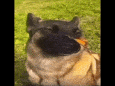 Butterfly Dog Meme GIF