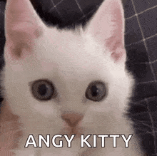 Angy Cat Kitty GIF - Angy Cat Angy Cat GIFs
