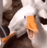 Crooked Duck Broken Beak GIF - Crooked Duck Duck Broken Beak GIFs