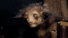 Aye Lemur GIF - Aye Lemur GIFs