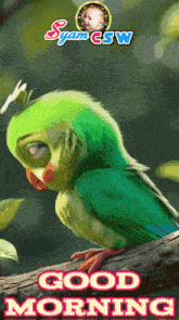 a green parrot with a butterfly on its head is sitting on a tree branch and says good morning