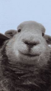 a close up of a sheep 's face with a blue sky behind it