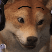 a close up of a dog wearing headphones and making a face