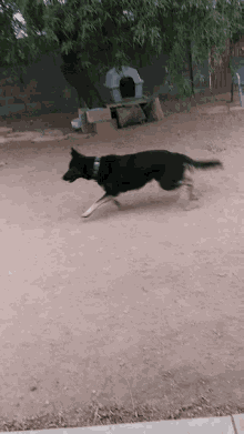 gsd german shepherd dog cute animal athletic