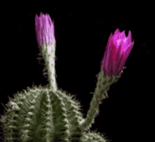 植物 开花 仙人球 仙人掌 GIF - Cactus Plant Blossom GIFs