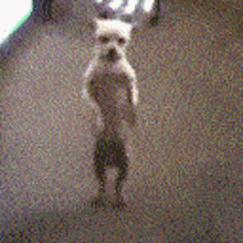 Dog Dance GIF - Dog Dance Chihuahua GIFs