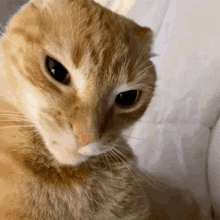 Rachet Cat Fast GIF