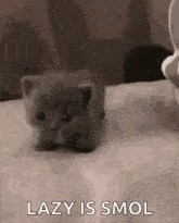 a kitten is sitting on a bed and looking at the camera .