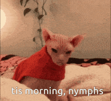 a hairless cat wearing a red sweater is sitting on a bed