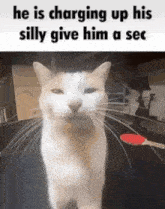 Silly Cat GIF