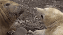 Kissing Seal GIF - Kissing Seal Robert E Fuller GIFs