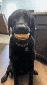 a black dog with a collar that has a name tag on it is holding a piece of cheese in its mouth