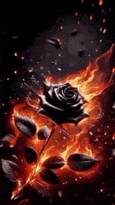 a black rose is surrounded by flames and leaves on a dark background .