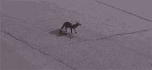 fox in the middle of the track nascar lost confused wandered in