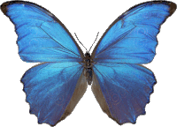 Blue Butterfly Colector Sticker