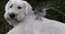 Dog And GIF - Dog And Bird GIFs