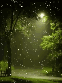 Rain Night GIF - Rain Night Woods GIFs