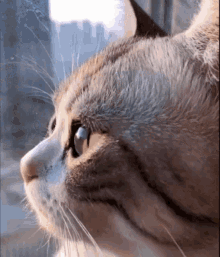 Cat кот GIF - Cat кот Window GIFs