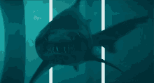 Sharks GIF