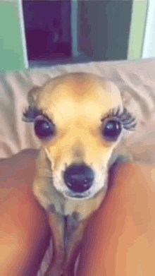 yeux doux dog