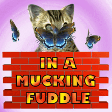 In A Muddle Muddled GIF - In A Muddle Muddled Mucking Fuddle GIFs
