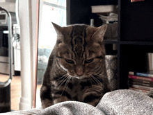 Cat Biscuit GIF